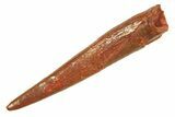Fossil Pterosaur (Siroccopteryx) Tooth - Morocco #297039-1